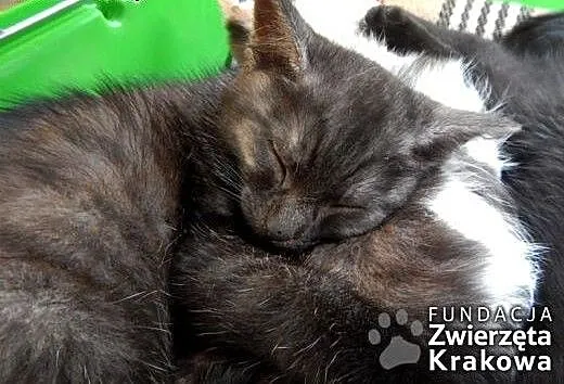 Mrucząca kocia banda, małopolskie Kraków