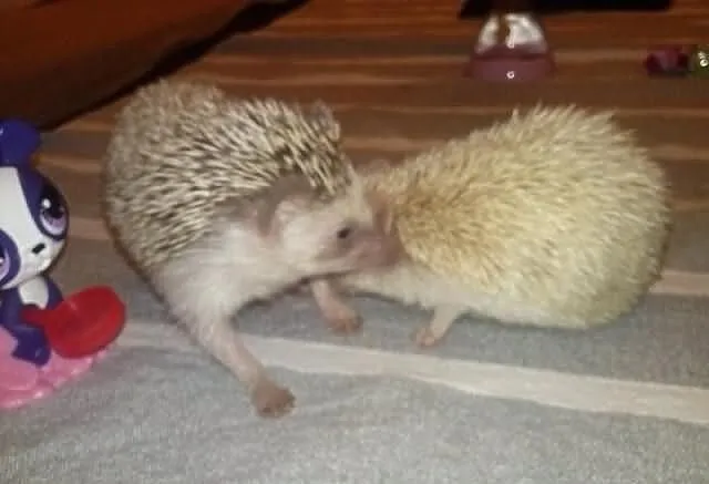 Jeż,jeże pigmejskie sprzedam lub zamienię na papug