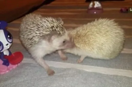 Jeż,jeże pigmejskie sprzedam lub zamienię na papug