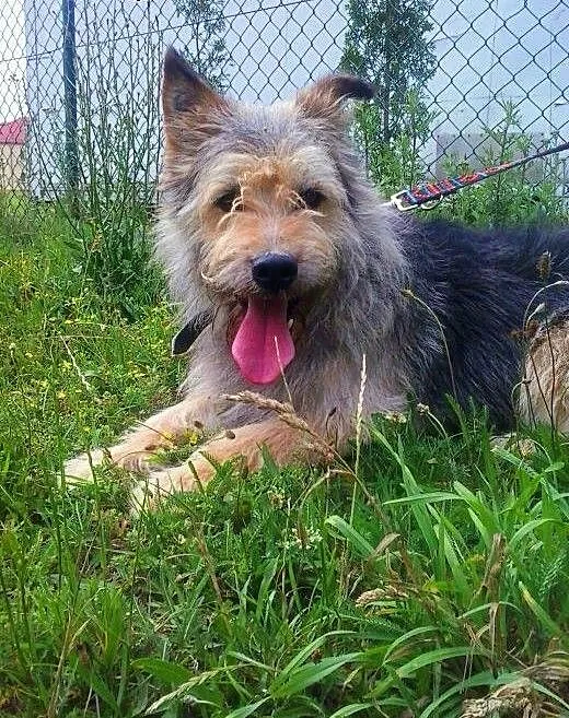 SHAGGY - kudłaty psiak do adopcji, wielkopolskie