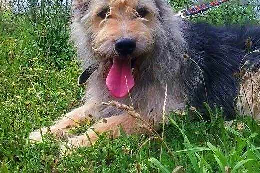 SHAGGY - kudłaty psiak do adopcji,  wielkopolskie 