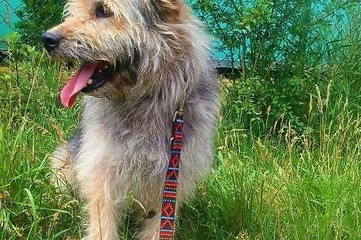 SHAGGY - kudłaty psiak do adopcji,  wielkopolskie 