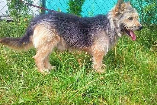 SHAGGY - kudłaty psiak do adopcji,  wielkopolskie 