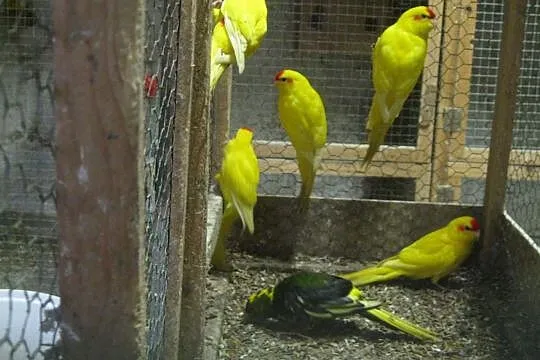 Papugi Modrolotki - Kozy 2021 r., Luboń
