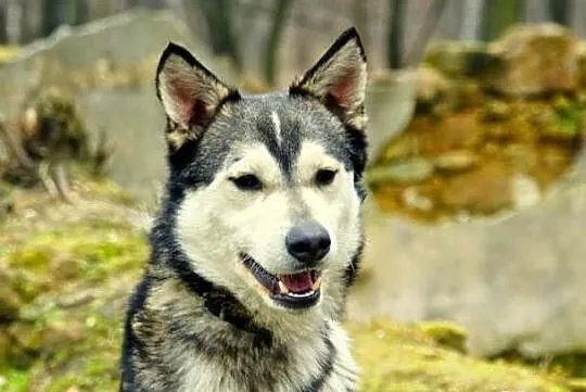 Misiek - uroczy psiak w typie husky szuka domu