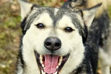 Misiek - uroczy psiak w typie husky szuka domu