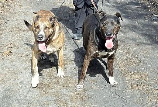Dwa chłopaki do adopcji, mazowieckie Warszawa