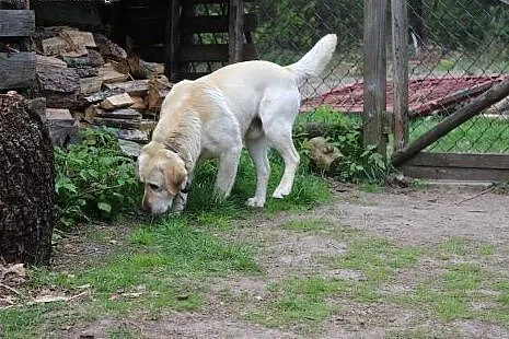 L O R D piękny pies dostojny jasny żółty labrador 