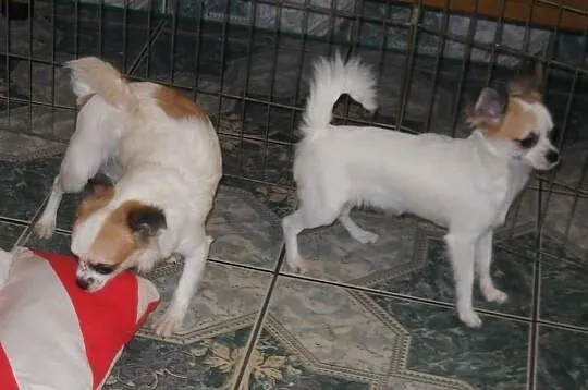 Chihuahua długowłose z rodowodem FCI. SUPER OKAZJA