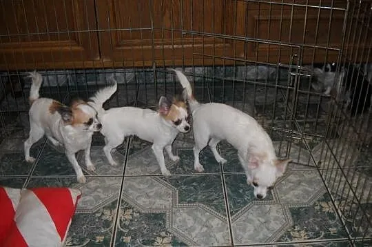 Chihuahua długowłose z rodowodem FCI. SUPER OKAZJA