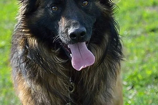 Tenor-około 4 letni psiak w typie owczarka czeka na dom!