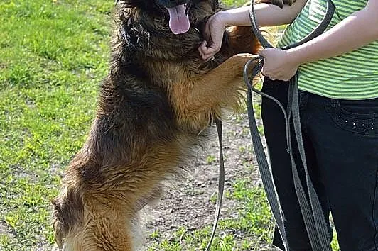 Tenor-około 4 letni psiak w typie owczarka czeka n