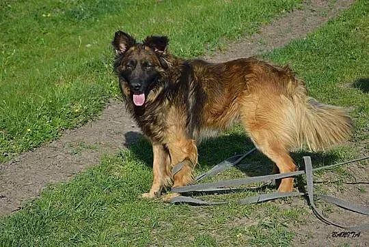 Tenor-około 4 letni psiak w typie owczarka czeka n