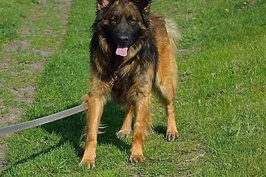 Tenor-około 4 letni psiak w typie owczarka czeka n