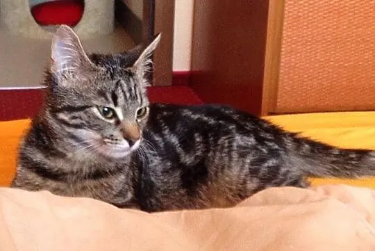 4 miesięczna Matylda, przyjazna maluszka do adopcj