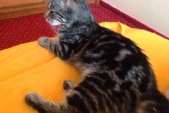 4 miesięczna Matylda, przyjazna maluszka do adopcj