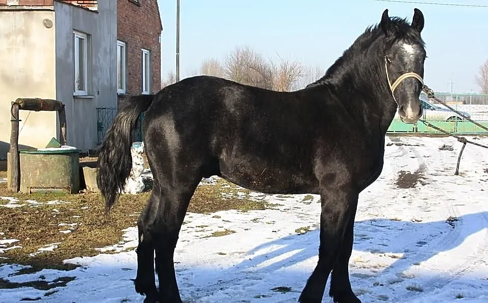 1,5 Roczny Ogier Zimnokrwisty