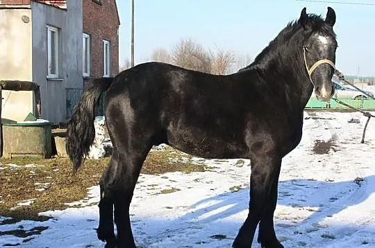 1,5 Roczny Ogier Zimnokrwisty