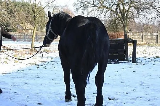 1,5 Roczny Ogier Zimnokrwisty