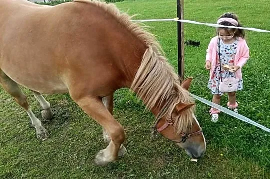 Sprzedam żrebicę zimnokrwistą, Małopolskie, Pogorzany
