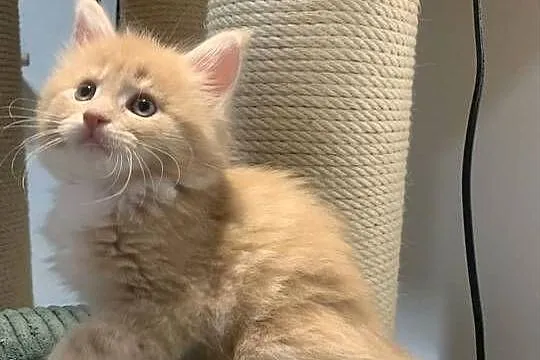 Kremowo-Biały Maine Coon Samiec