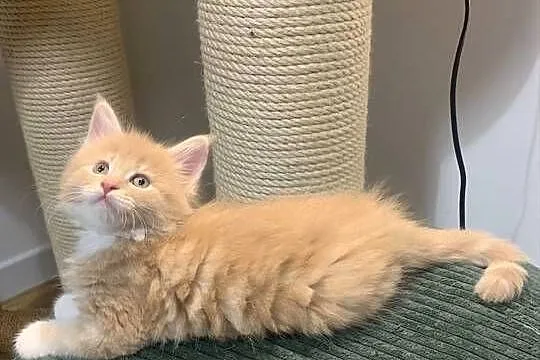 Kremowo-Biały Maine Coon Samiec, Mazowieckie, Warszawa