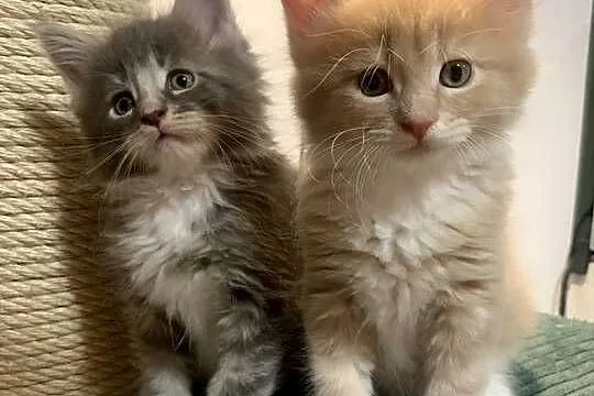 Kremowo-Biały Maine Coon Samiec, Mazowieckie, Warszawa