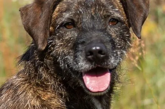 Wesoły Brutus adopcja