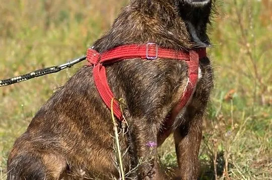 Wesoły Brutus adopcja, Mazowieckie, Warszawa