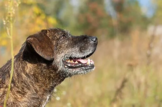 Wesoły Brutus adopcja, Mazowieckie, Warszawa