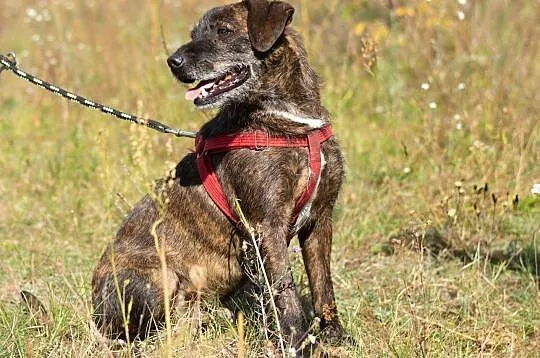 Wesoły Brutus adopcja, Mazowieckie, Warszawa