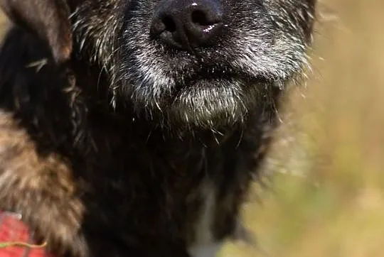 Wesoły Brutus adopcja, Mazowieckie, Warszawa
