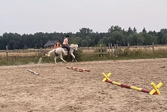 Koń rodzinny/do małego sportu/klacz 8 lat, Mazowieckie, Siedlce