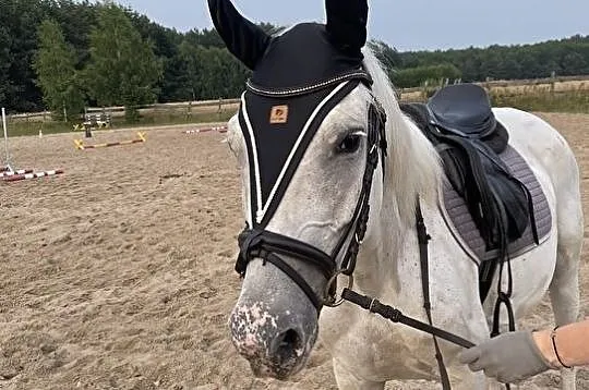 Koń rodzinny/do małego sportu/klacz 8 lat, Mazowieckie, Siedlce