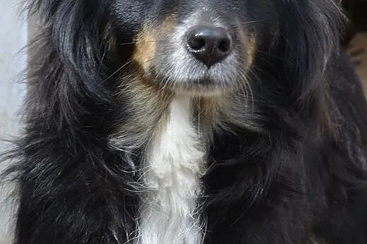 Dixi - szuka miłości ,  pomorskie Wejherowo