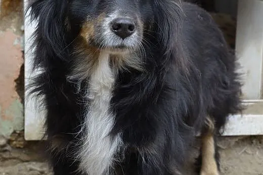 Dixi - szuka miłości ,  pomorskie Wejherowo