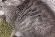 Brytyjski krótkowłosy kotek do swobodnego adopcji.