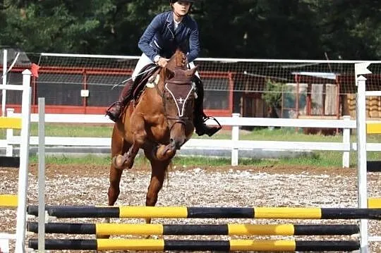 Przyjmę Trening Koni, , 