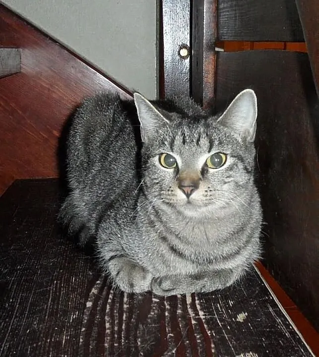 Lulu - do adopcji