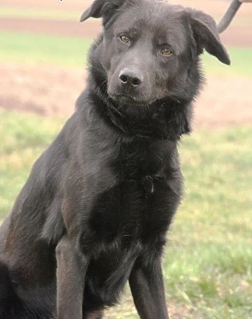 Wigo - mix labradora - wysoki, smukły, energiczny