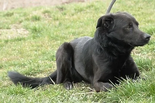 Wigo - mix labradora - wysoki, smukły, energiczny 