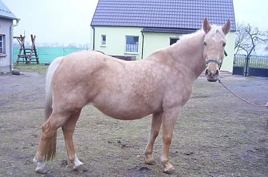 Sprzedam klacz masci izabelowatej