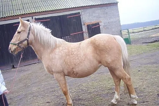 Sprzedam klacz masci izabelowatej