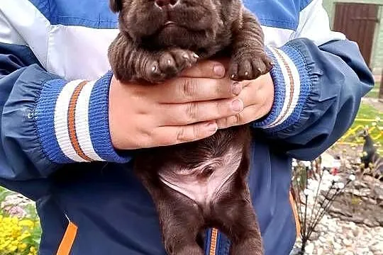 Szczeniaki Labrador Retriever