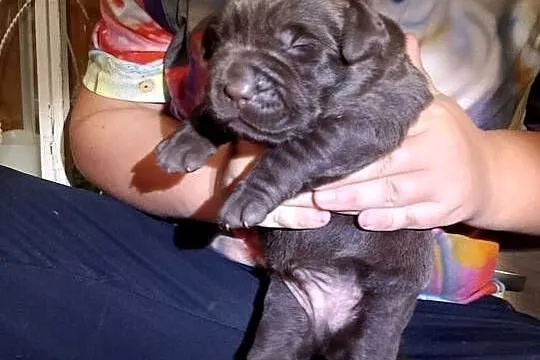 Szczeniaki Labrador Retriever, Wielkopolskie, Odolanów