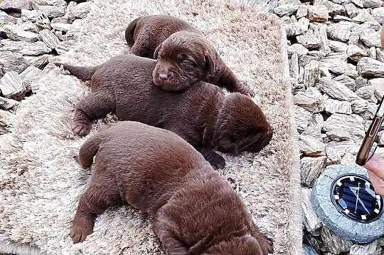 Szczeniaki Labrador Retriever, Wielkopolskie, Odolanów