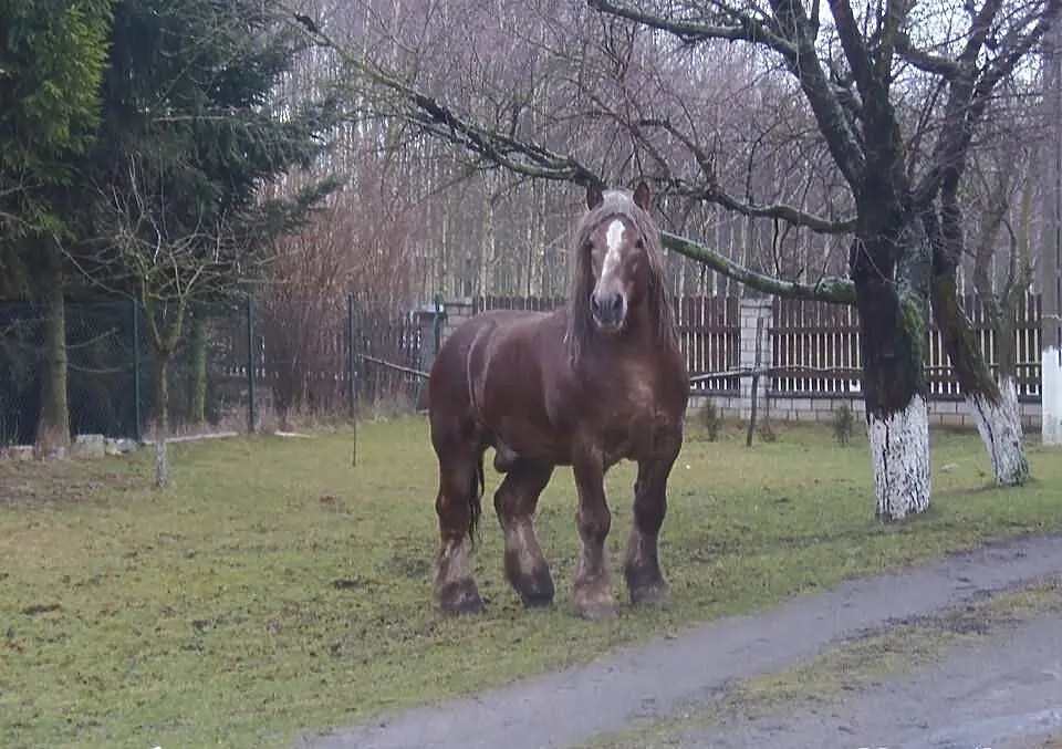 Ogier sokólski