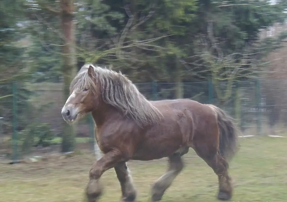 Ogier sokólski