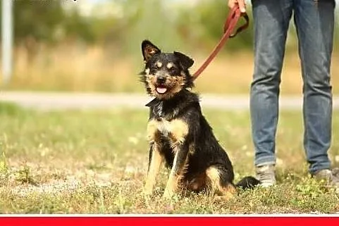 10 kg,łagodny,przyjazny,szorstkowłosy piesek ALFIK.Adopcja,  dolnośląskie Wrocław