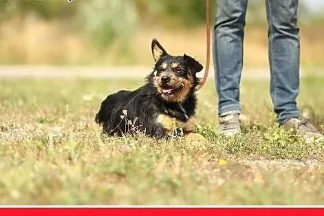 10 kg,łagodny,przyjazny,szorstkowłosy piesek ALFIK
